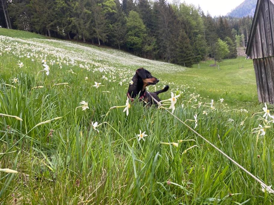 Alpenurlaub II Wohnung Mit Traumausblick 바트 미테른도르프 외부 사진